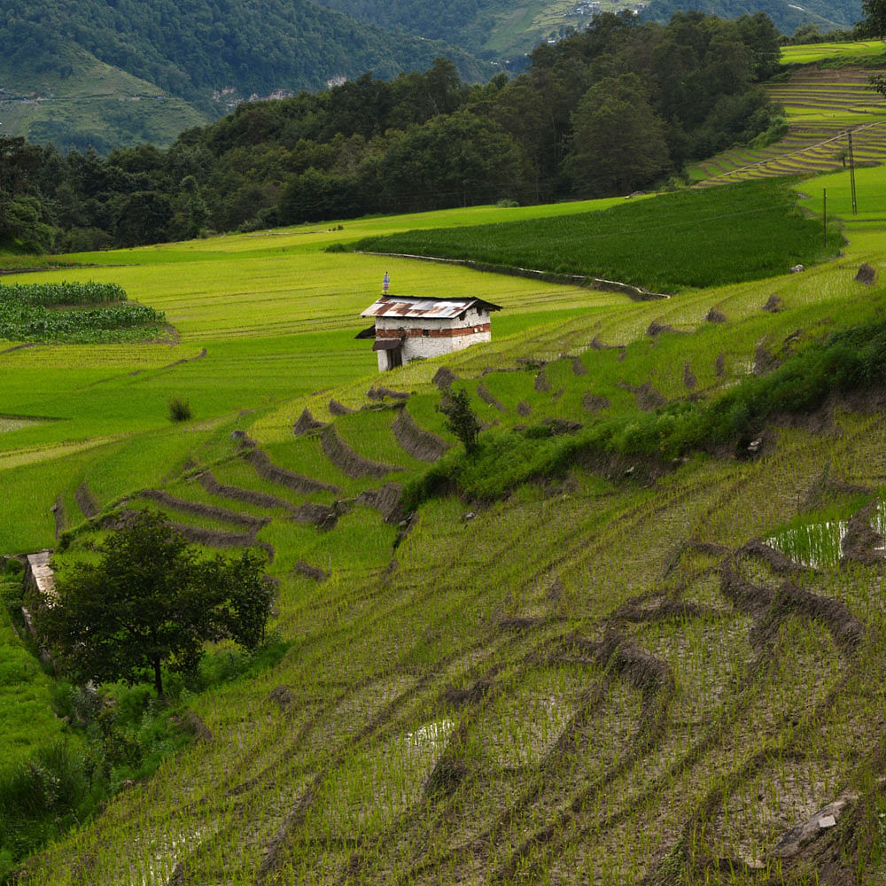 Plant,Ecoregion,Mountain,Tree,Green,Natural landscape,Slope,Land lot,Highland,Vegetation