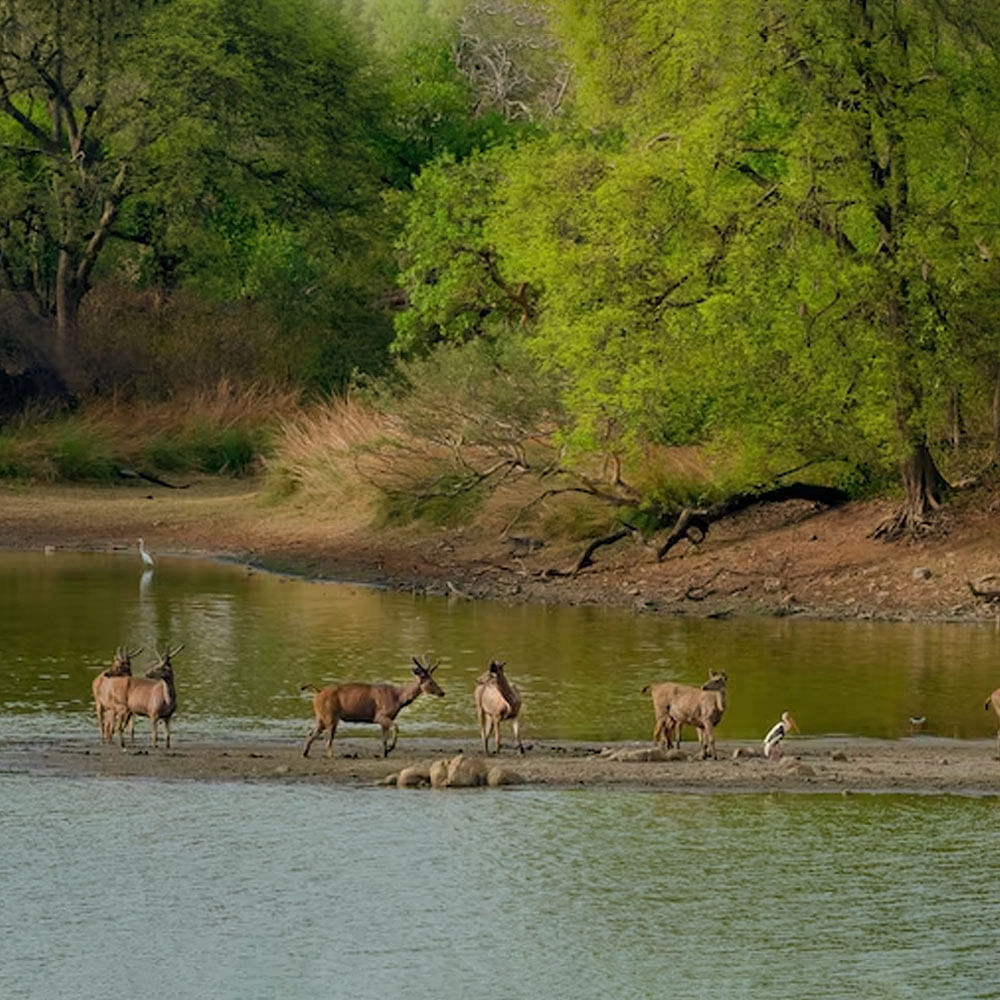 Water,Water resources,Plant,Nature,Natural landscape,Fluvial landforms of streams,Tree,Lake,Working animal,Watercourse