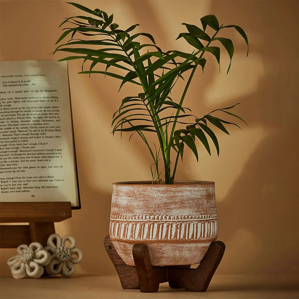 Plant,Houseplant,Wood,Flowerpot,Terrestrial plant,Rectangle,Twig,Font,Grass,Tree