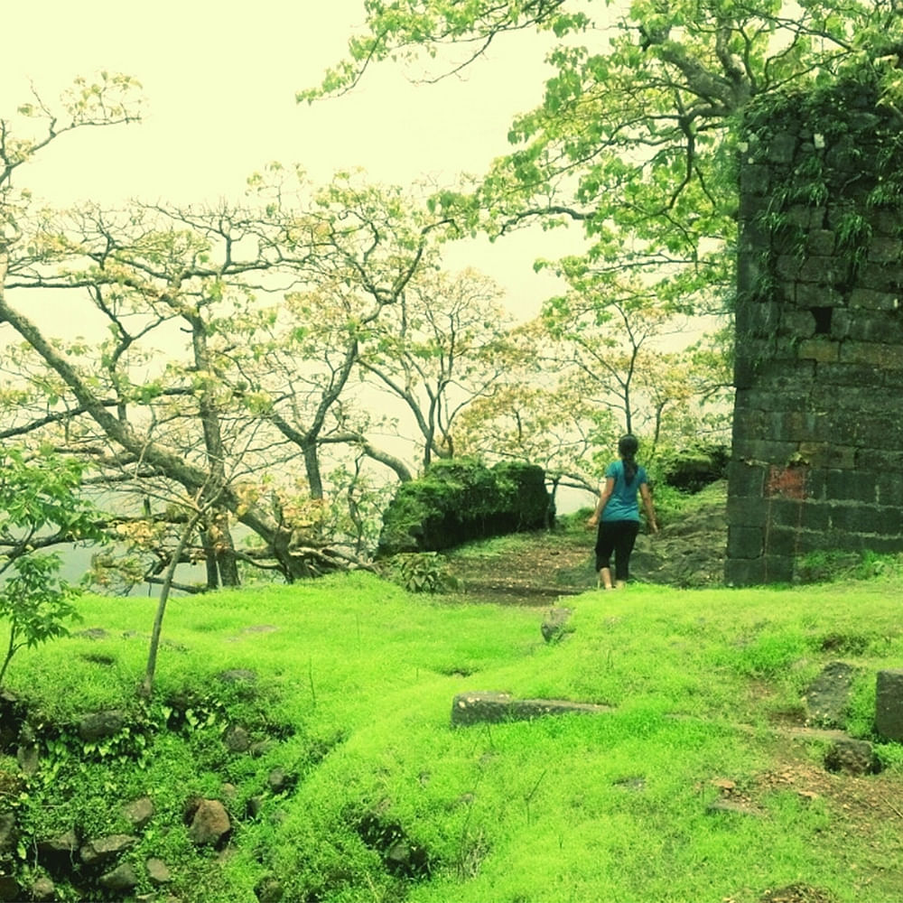 Plant,Sky,Green,People in nature,Tree,Branch,Natural landscape,Trunk,Shade,Land lot