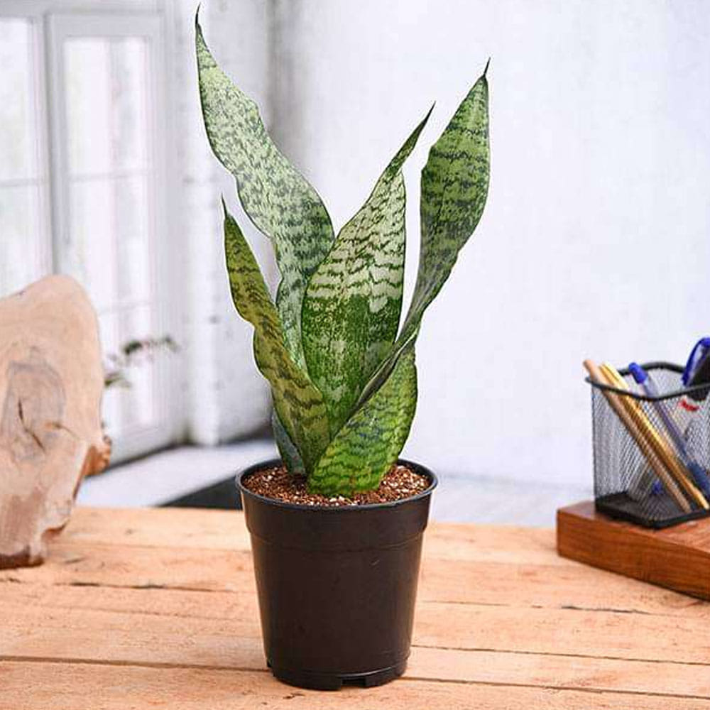 zeylanica snake plant Sansevieria zeylanica 'Snake Plant'  Snakeroot Botanicals