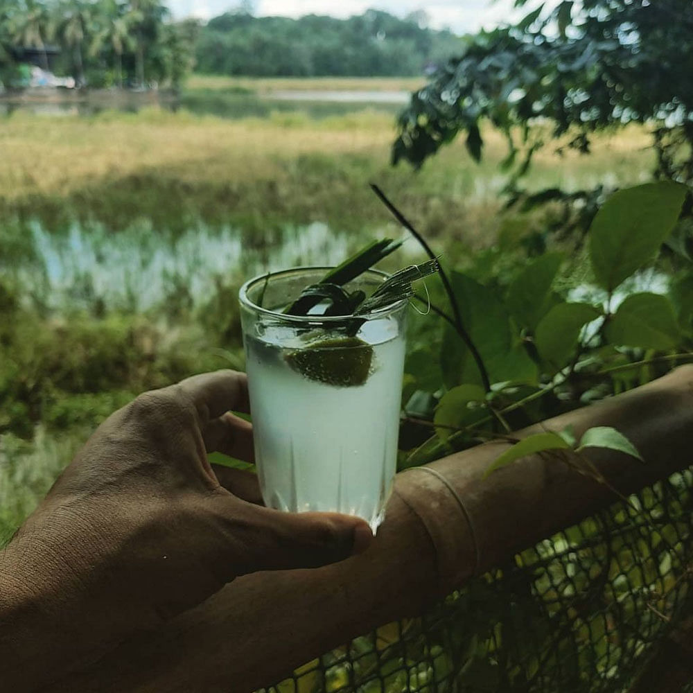 Tableware,Plant,Water,Drinking straw,Grass,Juice,Drink,Grass family,Alcoholic beverage,Liquid