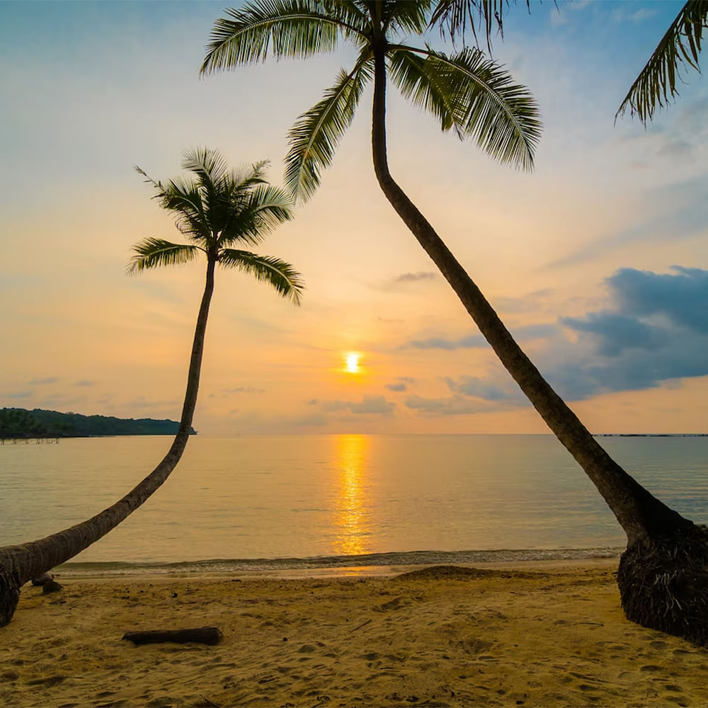 Sky,Water,Cloud,Plant,Light,Nature,Tree,Afterglow,Beach,Natural landscape