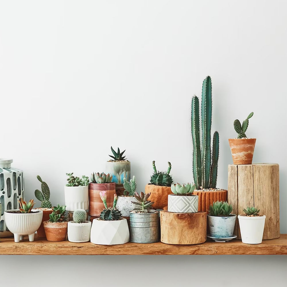 Plant,Flowerpot,Houseplant,Terrestrial plant,Gas,Wood,Landscape,Rectangle,Succulent plant,Font