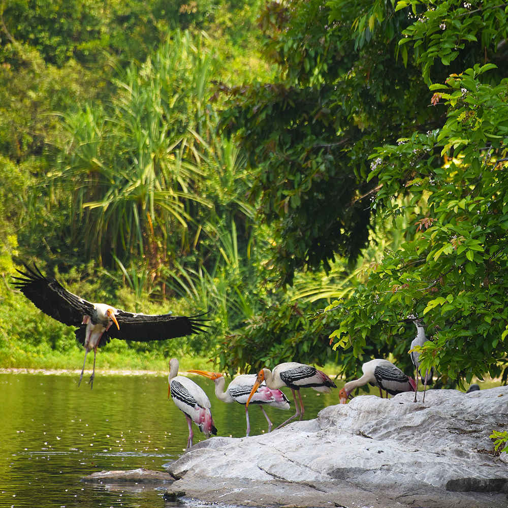 Water,Plant,Bird,Natural landscape,Lake,Watercourse,Terrestrial plant,Beak,Bank,Tree