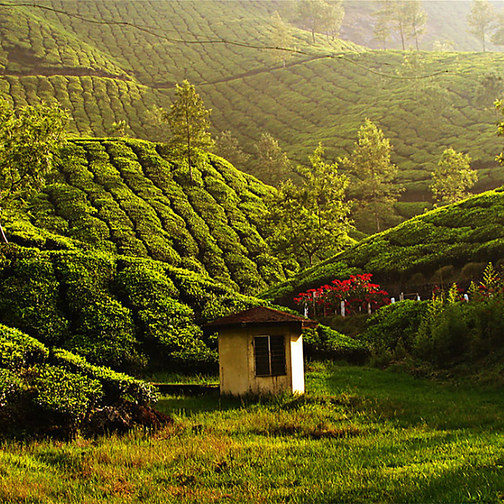 Plant,Leaf,Natural landscape,People in nature,Highland,Mountain,Slope,Vegetation,Sunlight,Grass