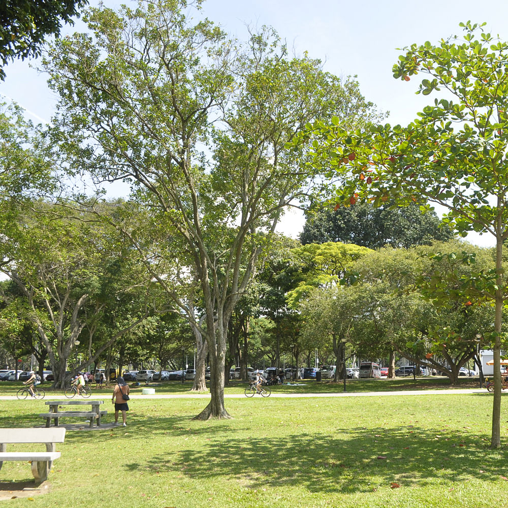 Plant,Sky,Green,Tree,Shade,Natural landscape,Grass,Outdoor bench,Woody plant,Leisure