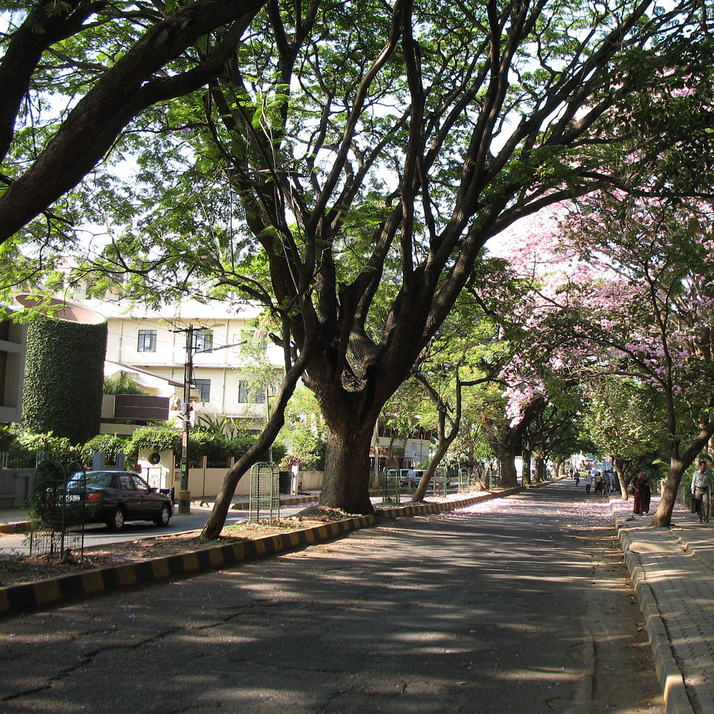 Plant,Building,Road surface,Tree,Branch,Shade,Urban design,Asphalt,Neighbourhood,Trunk