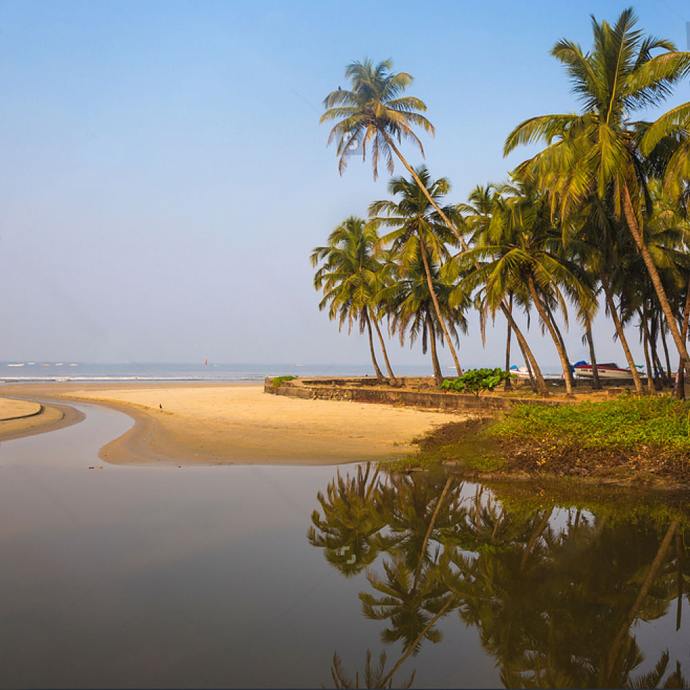 Water,Sky,Plant,Natural landscape,Tree,Coastal and oceanic landforms,Arecales,Terrestrial plant,Beach,Horizon