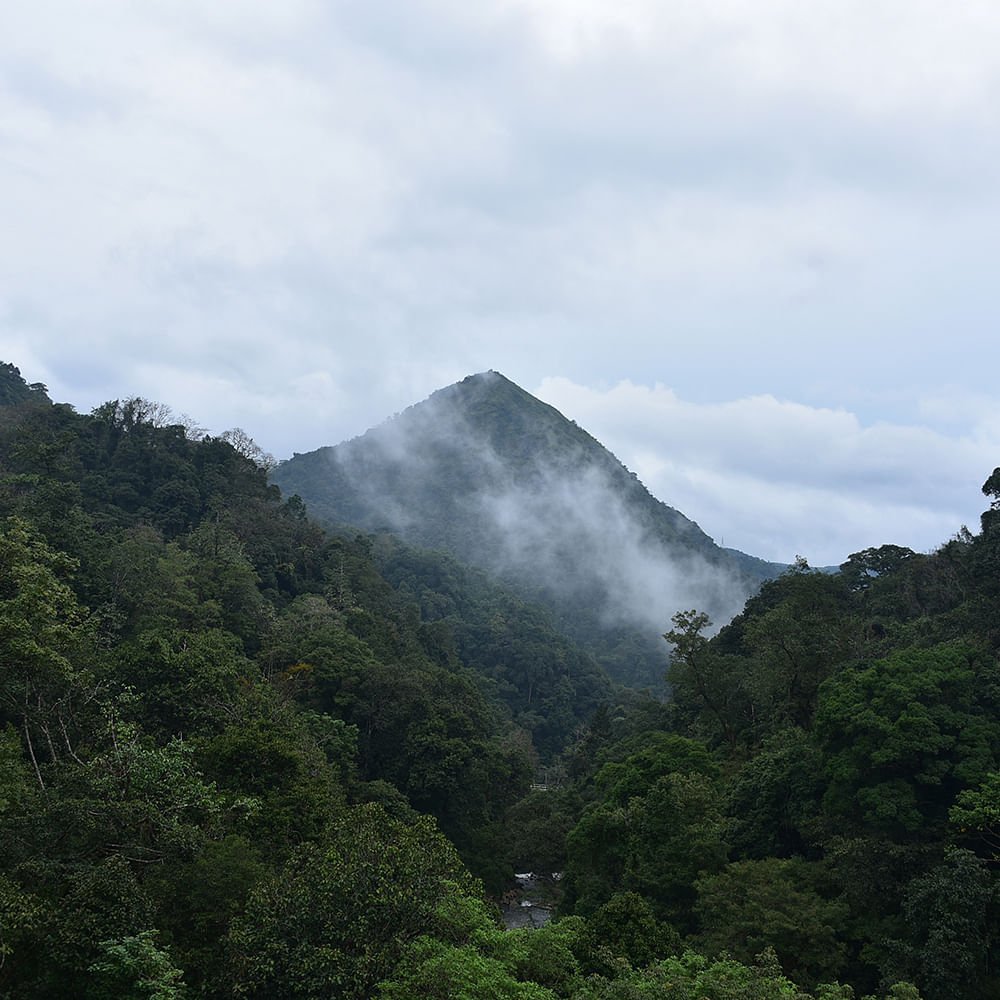 Cloud,Sky,Mountain,Plant community,Natural landscape,Tree,Landscape,Mountain range,Terrestrial plant,Cumulus