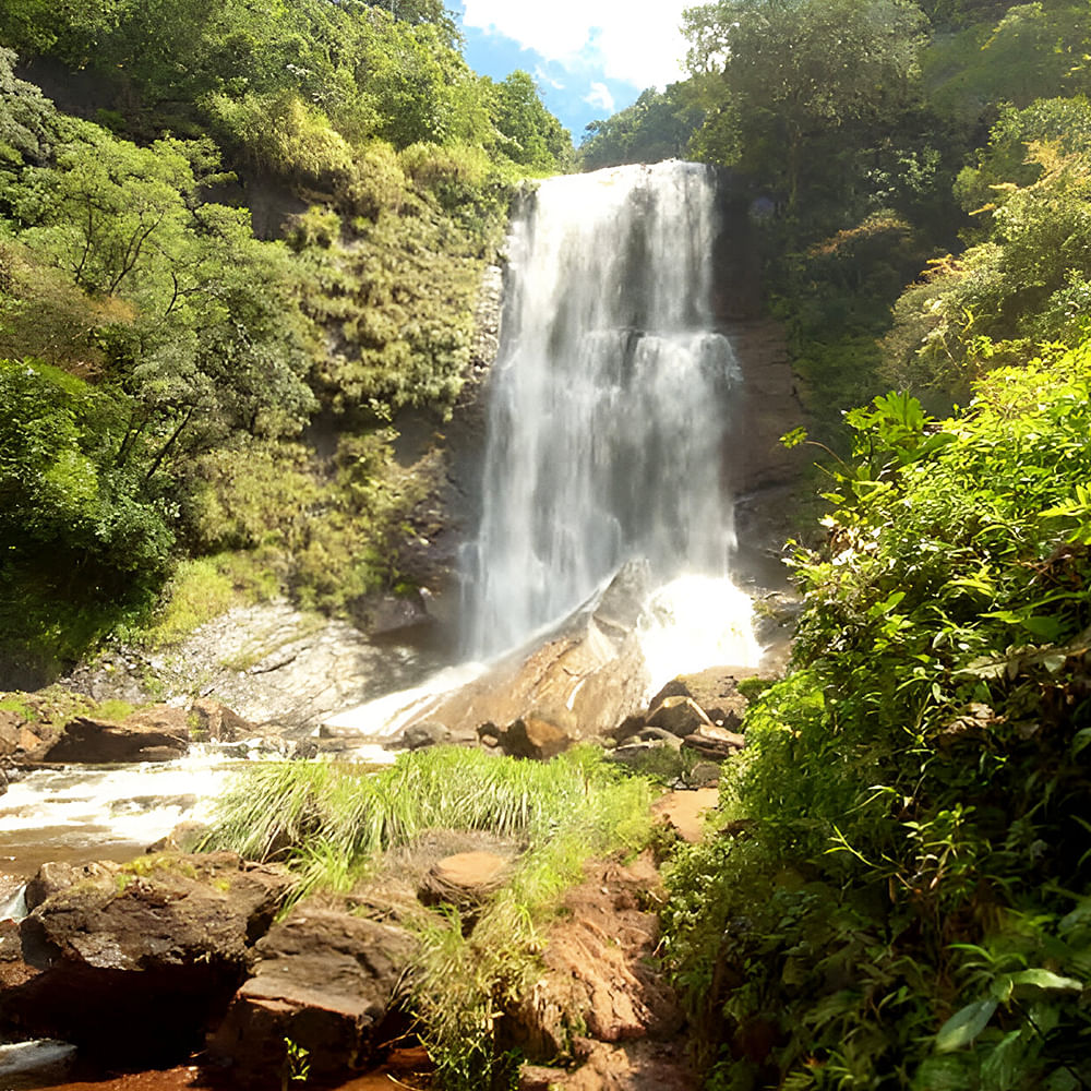 Water,Plant,Fluvial landforms of streams,Natural landscape,Waterfall,Spring,Chute,Tree,Watercourse,Biome