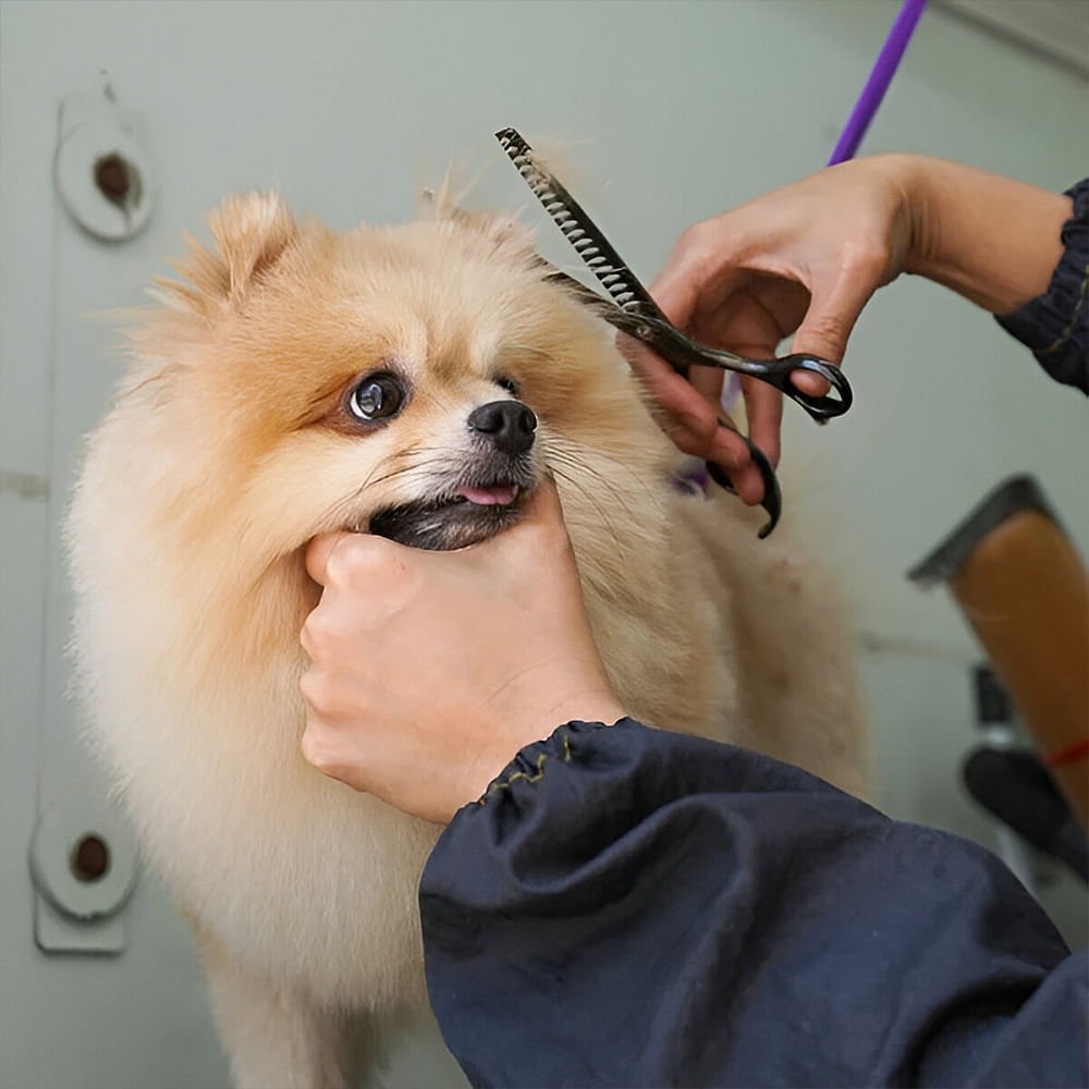 Dog,German spitz,Sunglasses,Spitz,Vision care,Dog breed,Carnivore,Ear,Dog supply,Finger