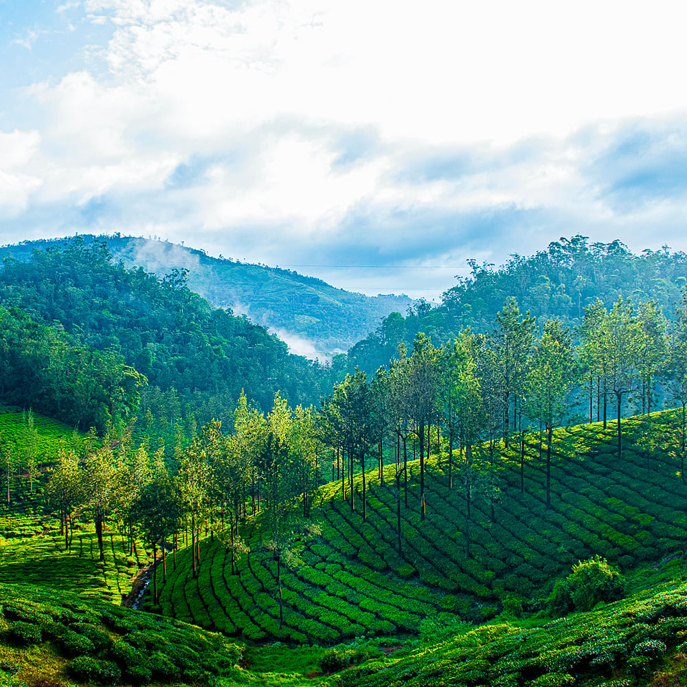 Cloud,Sky,Mountain,Plant,Plant community,Ecoregion,Natural landscape,People in nature,Natural environment,Tree