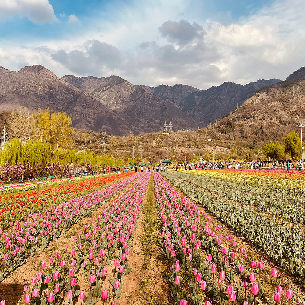 Flower,Cloud,Plant,Sky,Mountain,People in nature,Nature,Natural landscape,Agriculture,Tree