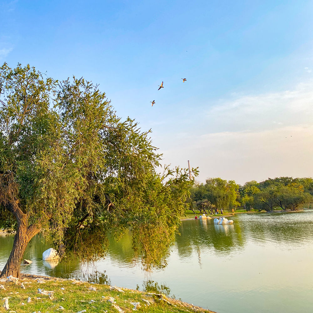 Water,Sky,Cloud,Plant,Natural landscape,Bird,Branch,Tree,Lake,Sunlight