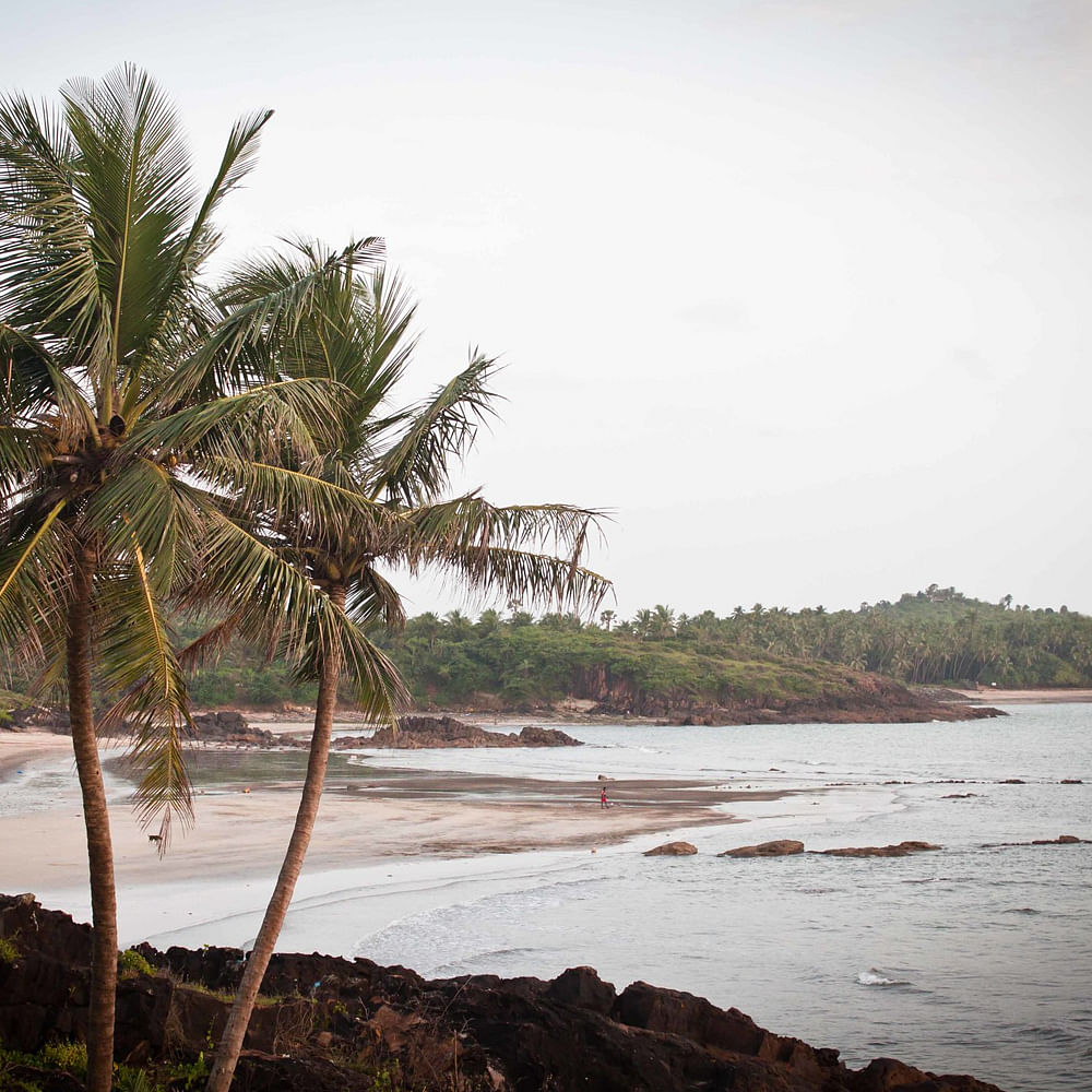 Water,Sky,Plant,Tree,Terrestrial plant,Arecales,Coastal and oceanic landforms,Beach,Natural landscape,Cloud