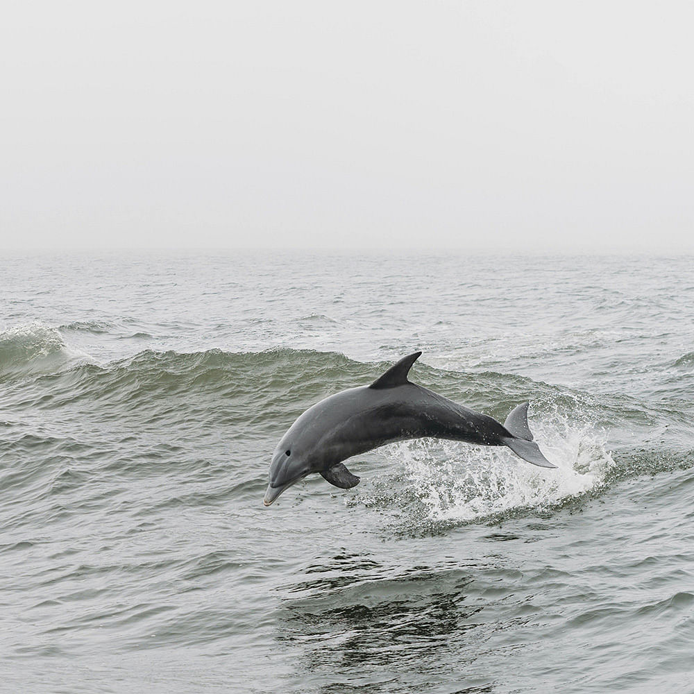 Water,Liquid,Sky,Fluid,Fin,Dolphin,Marine biology,Whale,Wind wave,Bottlenose dolphin