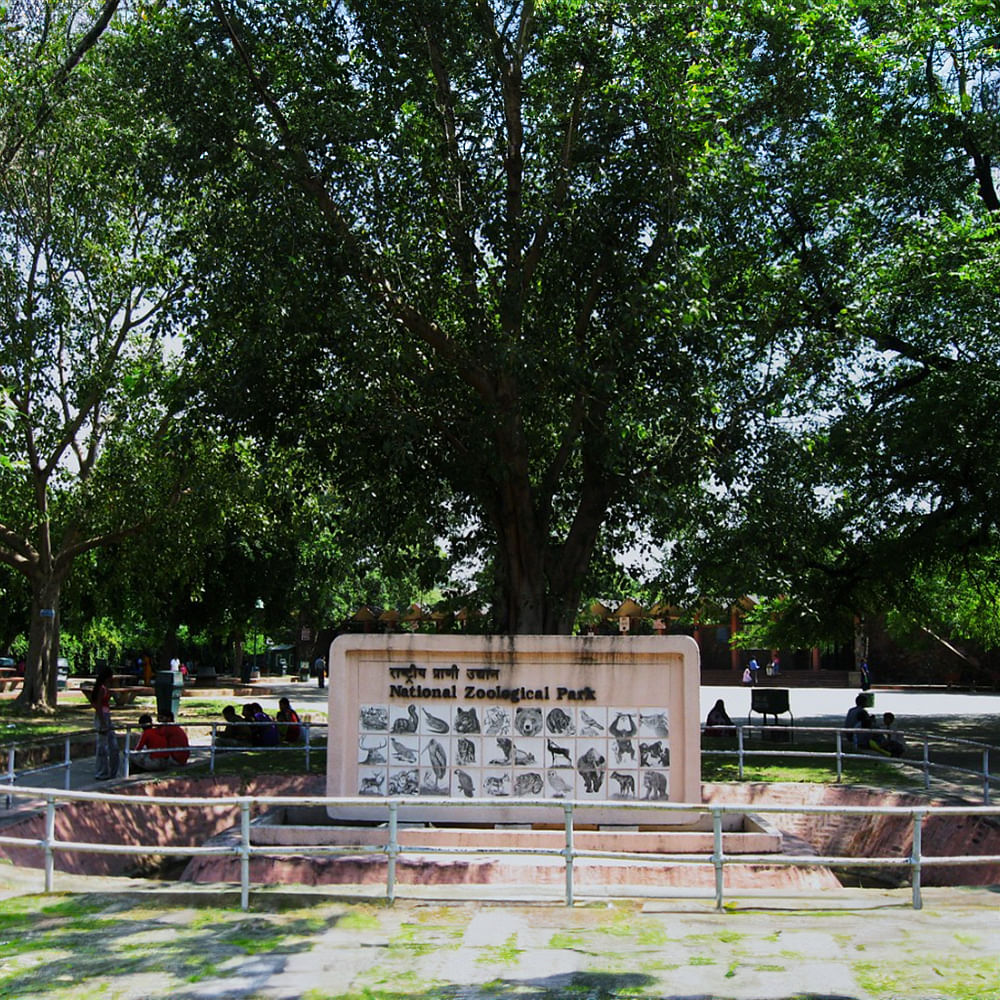 Tree,Public space,Woody plant,Shade,Park