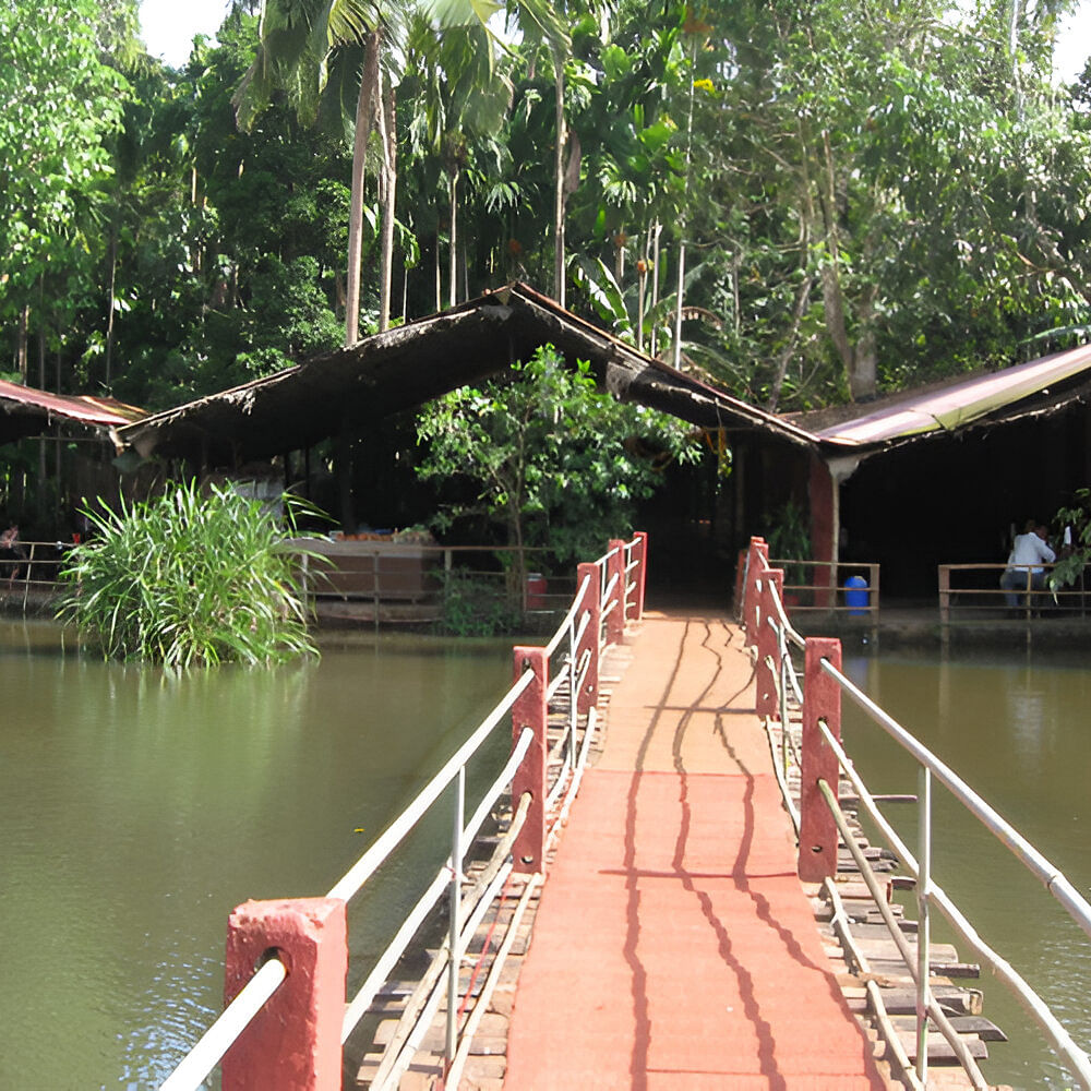 Lake,Tourist attraction,Leisure,Jungle,Reservoir,Pond,Bayou,Wetland,Bridge,Palm trees