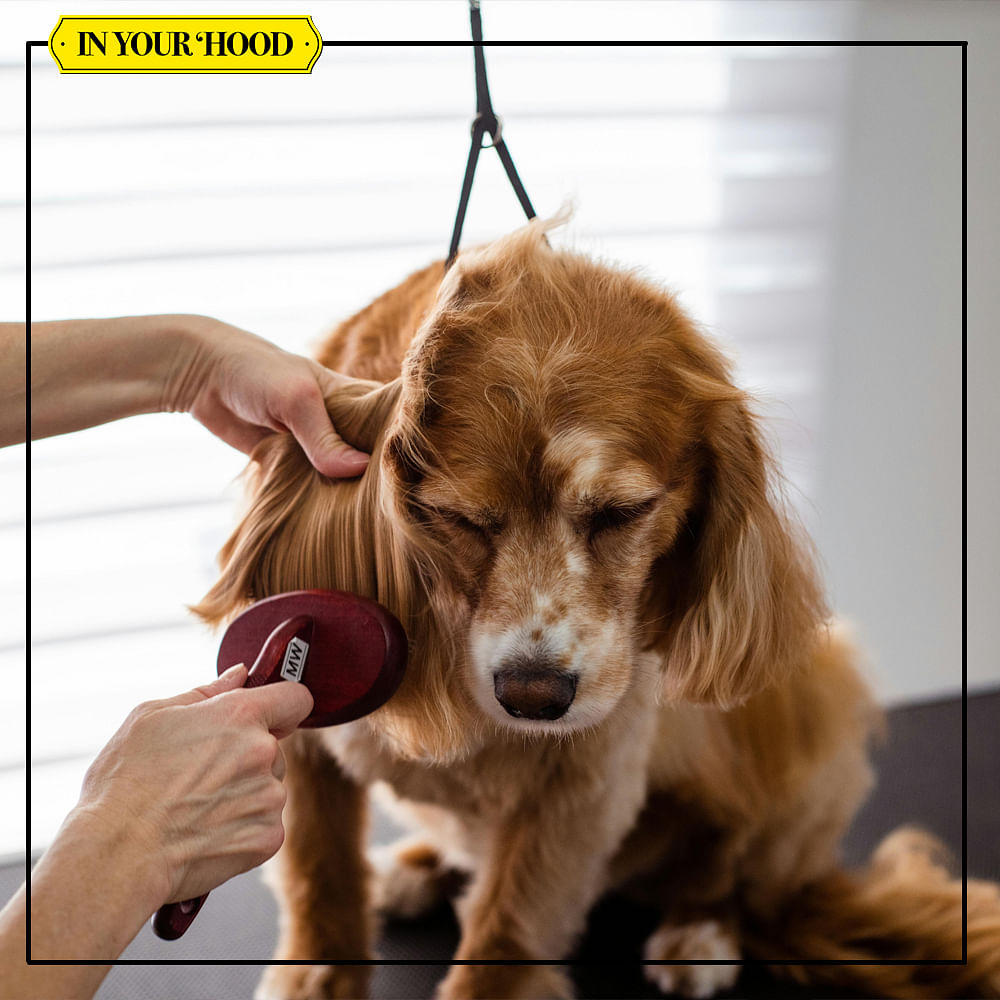 Dog,Carnivores,Snout,Pet Supply,Cocker Spaniel,Canidae,Spaniel,Dog Supply,Leash,Fur