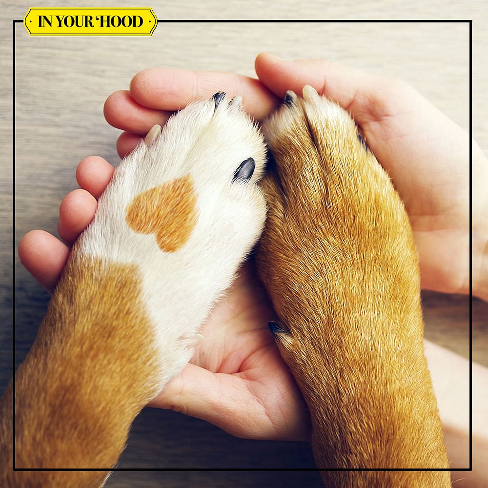 Paw,Dog,Nail,Snout,Canidae,Foot,Puppy