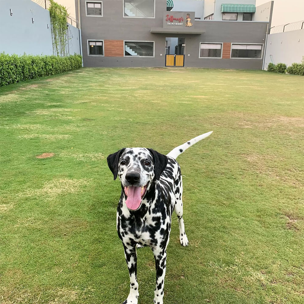 Dog,Carnivores,Dalmatian dog,Vertebrate,Snout,Working animal,Canidae,Lawn,Dog Supply,Pet Supply