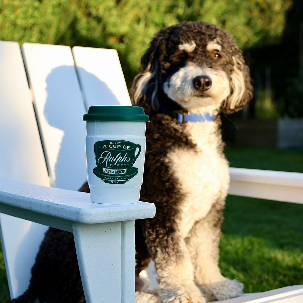 Dog,Pet Supply,Toy dog,Canidae,Dog Supply,Fur,Water dog,Poodle crossbreed