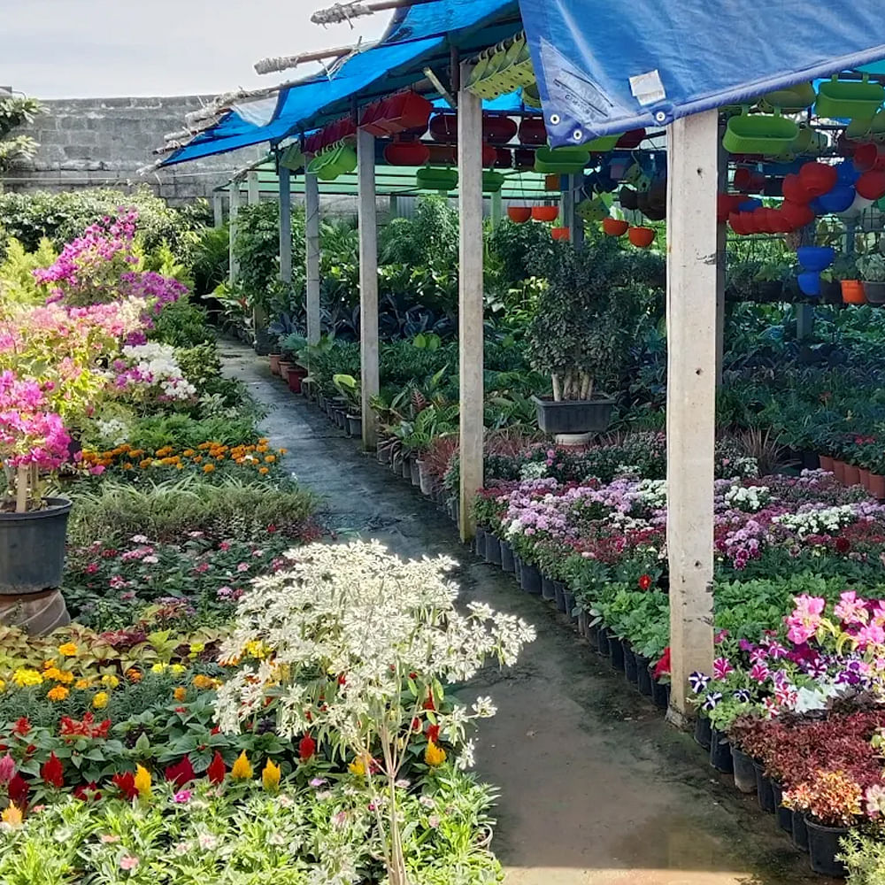 Flower,Floristry,Shrub,Petal,Garden,Flowerpot,Flowering plant,Flower Arranging,Botanical garden,Landscaping