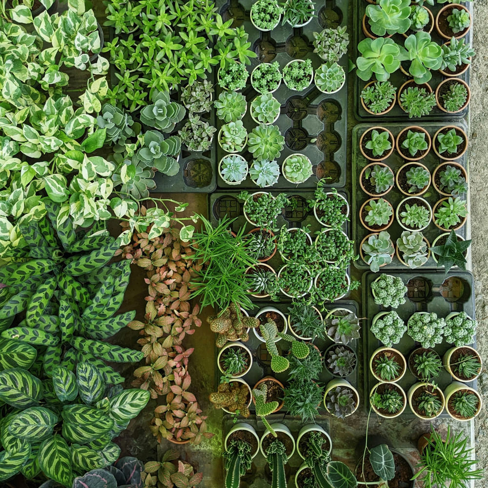 Green,Flowerpot,Houseplant,Herb,Fines herbes,Perennial plant,Gardening,Geraniums