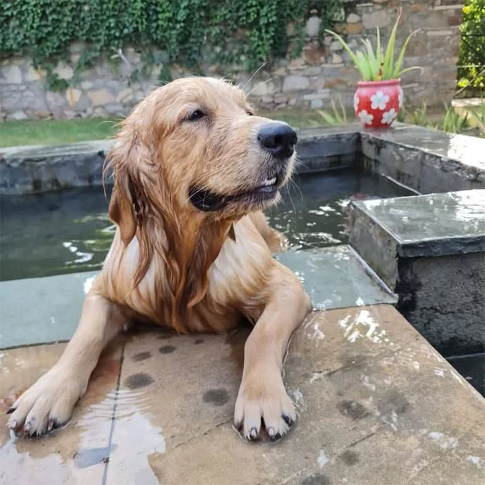 Dog,Carnivores,Vertebrate,Snout,Retriever,Canidae,Gun dog,Working animal,Golden Retriever,Paw