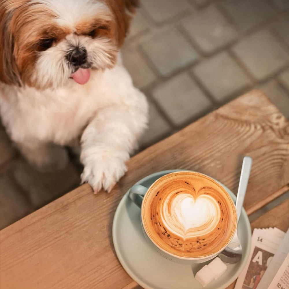 Dog,Carnivores,Vertebrate,Tableware,Puppy,Toy dog,Snout,Serveware,Cup,Canidae