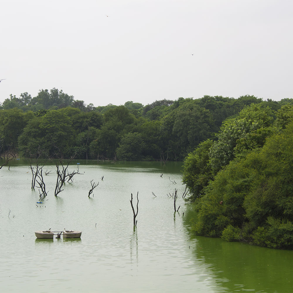 Water resources,Watercourse,Bank,Waterway,Wetland,River,Lake,Fluvial landforms of streams,Forest,Jungle