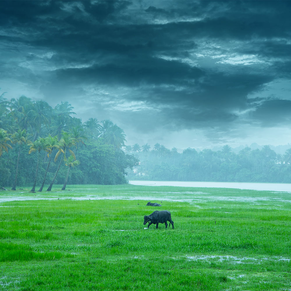 Grass,Grassland,Cloud,Working animal,Bovinae,Pasture,Plain,Meadow,Grasses,Grazing