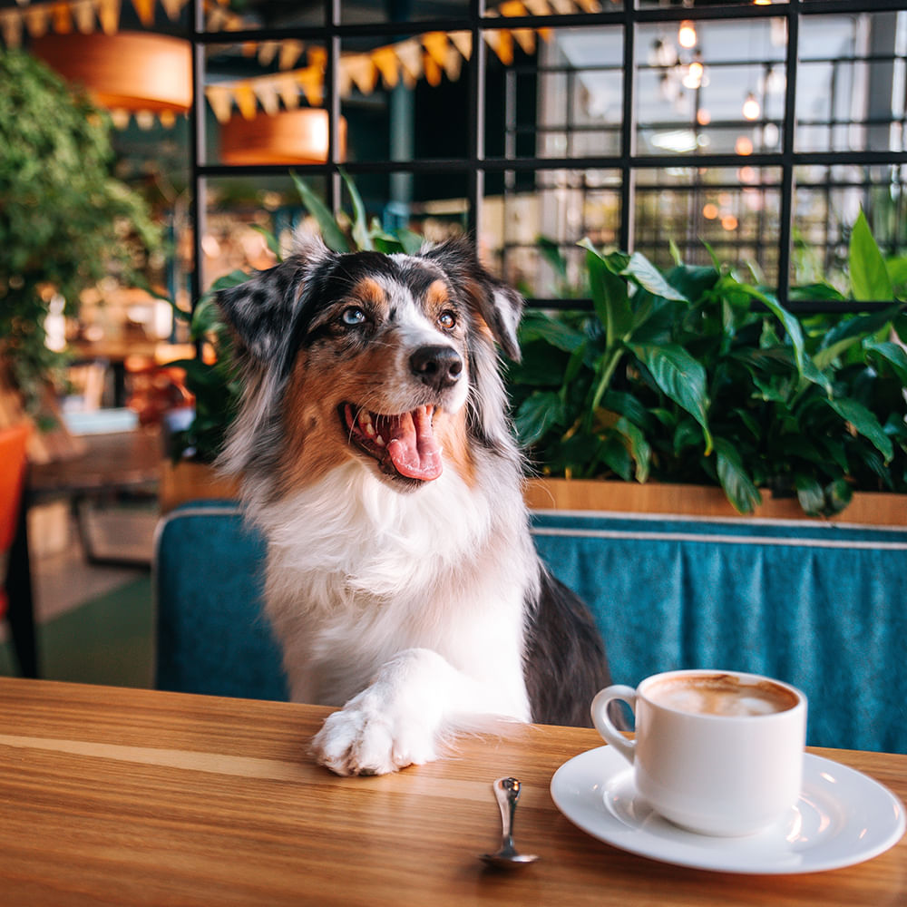 Dog,Tableware,Serveware,Coffee,Carnivores,Drinkware,Cup,Coffee cup,Snout,Dishware