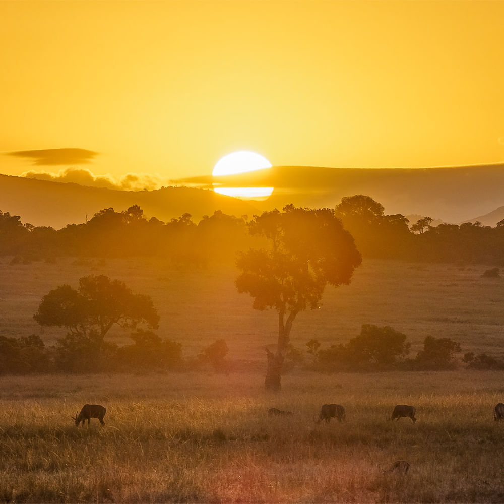 Ecoregion,Horizon,Grassland,Sunset,Sunrise,Savanna,Plain,Dusk,Wilderness,Afterglow