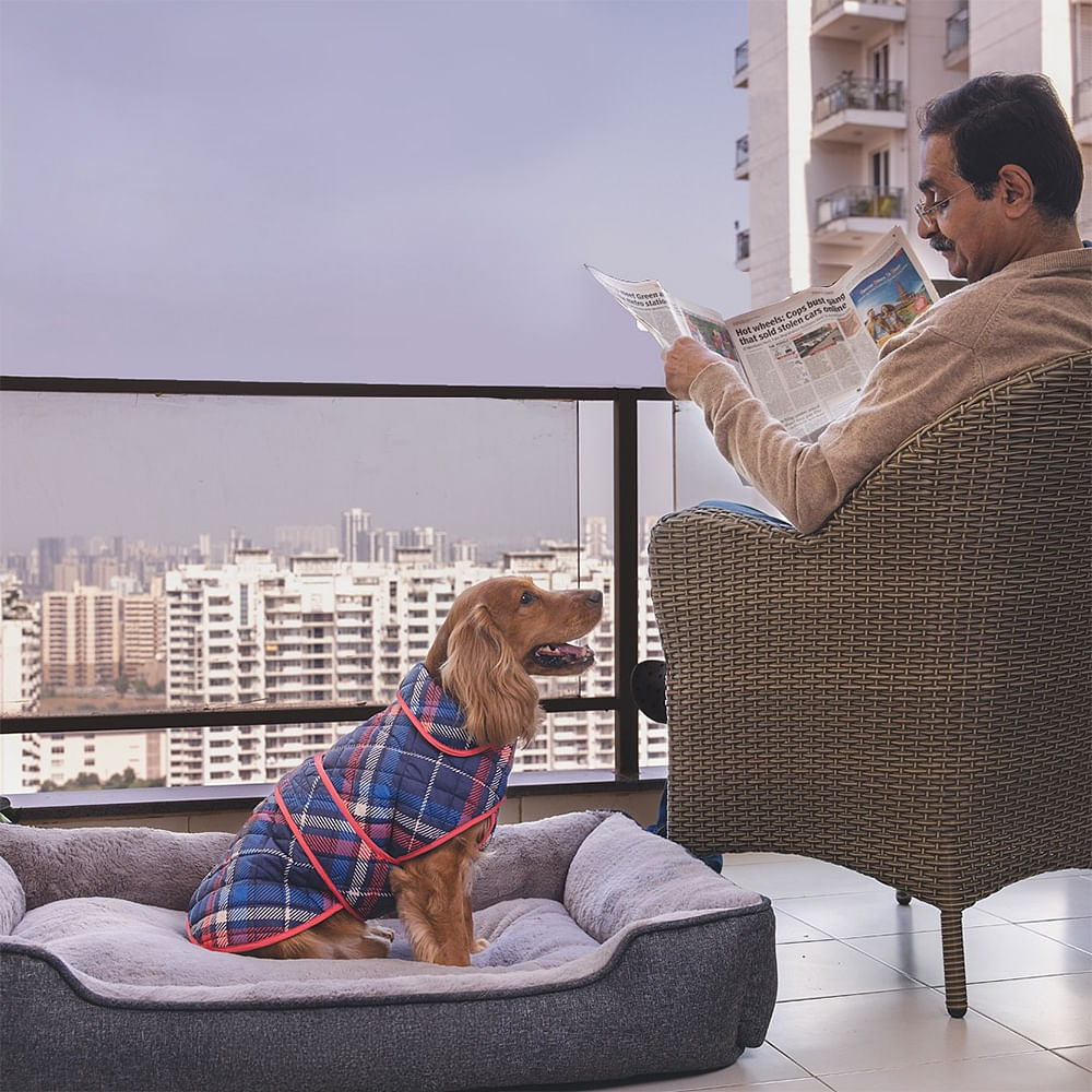 Dog,Carnivores,Dog Bed,Pet Supply,Canidae,Dog Supply,Snout,Working animal,Sleep