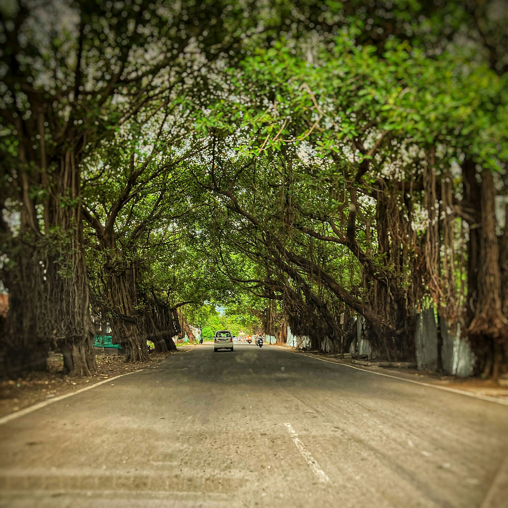 Branch,Leaf,Road,Road surface,Thoroughfare,Asphalt,Street,Twig,Trunk,Lane