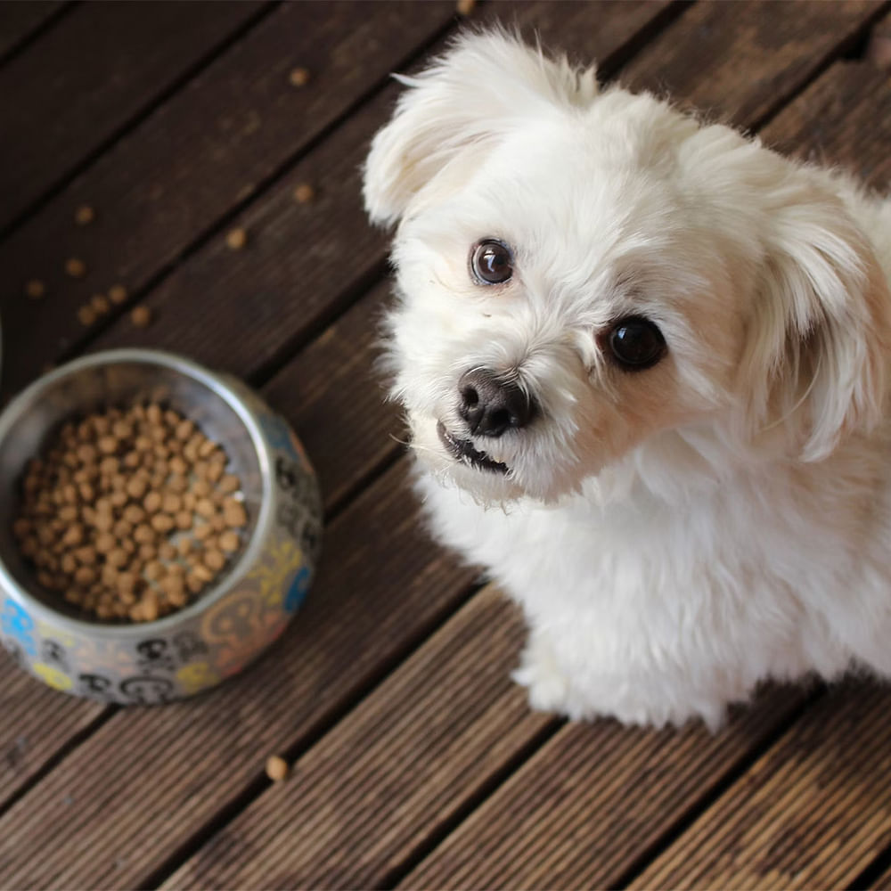Dog,Carnivores,Vertebrate,Puppy,Snout,Toy dog,Pet Supply,Canidae,Fur,Working animal