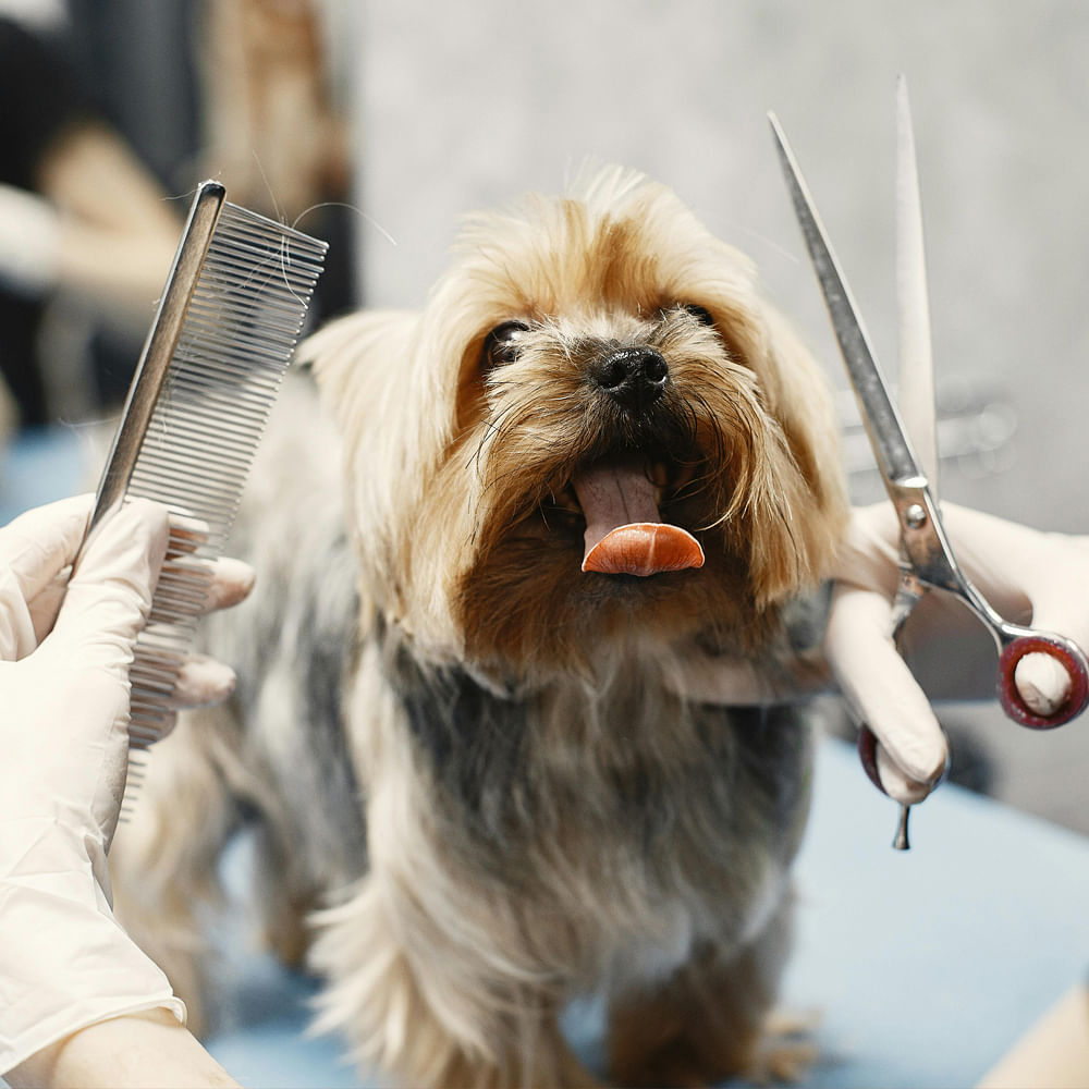 Dog,Carnivores,Snout,Toy dog,Puppy,Veterinary physician,Personal care,Scissors,Terrier,Small terrier