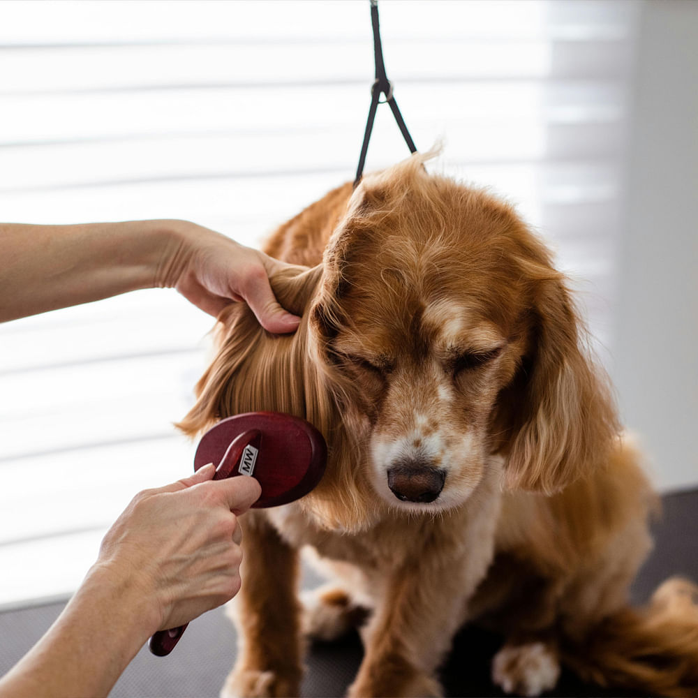 Dog,Carnivores,Snout,Pet Supply,Spaniel,Dog Supply,Cocker Spaniel,Canidae,Leash,Fur
