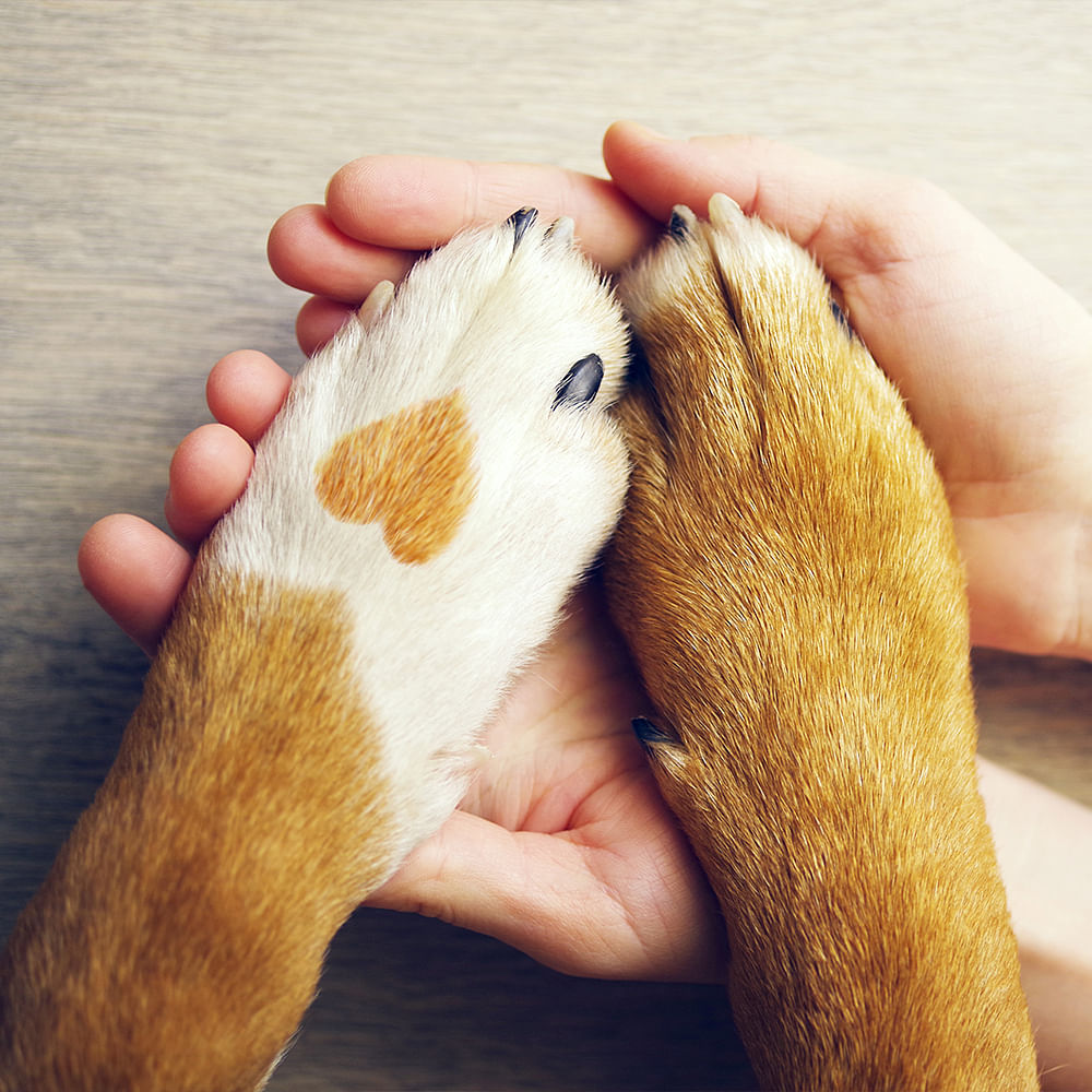 Dog,Paw,Snout,Nail,Fur,Canidae,Working animal,Foot,Whiskers,Puppy