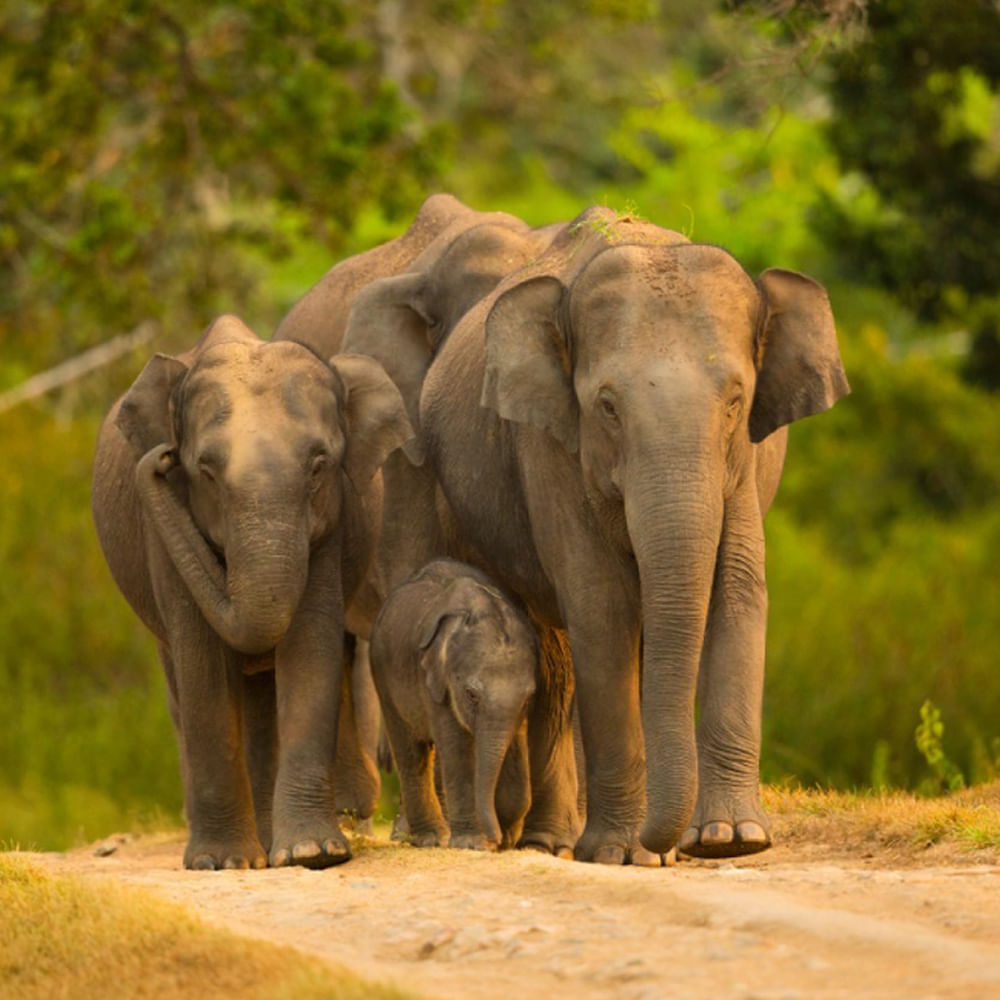Elephant,Wildlife,Indian elephant,Terrestrial animal,Vertebrate,Working animal,African elephant,Ecoregion,Herd,Savanna